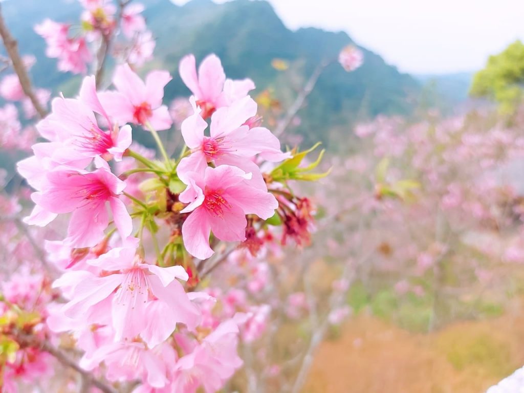 台中沐心泉香水櫻