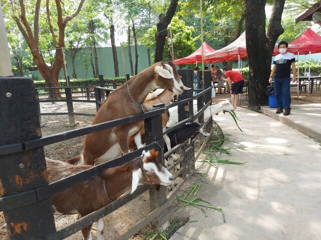 華一休閒農場餵羊區