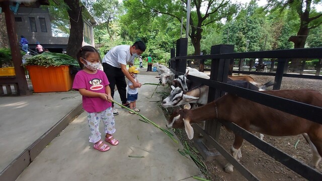 華一休閒農場餵羊區