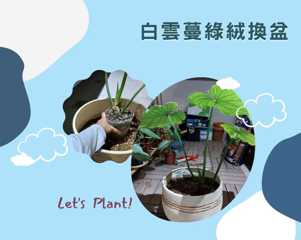 白雲蔓綠絨換盆，Philodendron Mamei地生蔓該怎麼種呢？